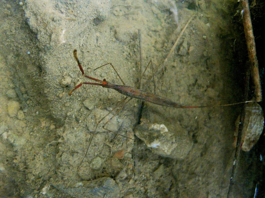 In un podere vicino Massa Marittima (GR)